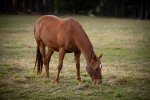 AgVicFarm 190523 -054