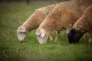 AgVicFarm 190523 -158