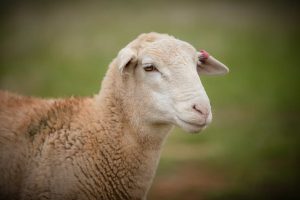 AgVicFarm 190523 -159
