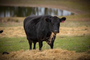 AgVicFarm 190523 -190