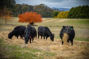 AgVicFarm 190523 -202