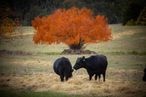 AgVicFarm 190523 -231