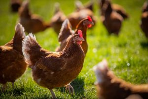 bendigo-commercial-photographer-agriculture-32